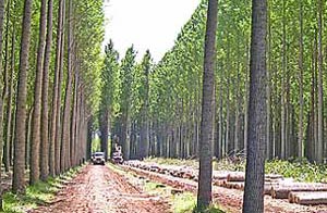 زراعت چوب ، حامی جنگل و صنعت
