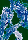 مطالعه جهش های مرتبط با مقاومت به ایزونیازید در سویه های مایکوباکتریوم توبرکولوزیس مراکز سل استان های اصفهان و تهران به روش PCR-RFLP (۱۳۸۳-۸۴)