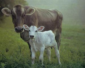 نکات کاربردی در مدیریت تغذیه ای گاو های شیری