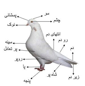 پرندگان و آناتومی آنها