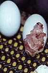 انفجار تخم مرغ‌ها, دستگاه جوجه کشی را آلوده می‌سازد