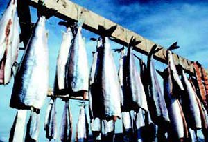 افزایش سهم فعالیتهای ماهیگیری خرد در ریشه کنی فقر و امنیت غذایی