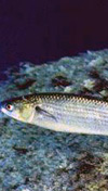مطالعه رشد تخمک در ماهی کفال پوزه باریک