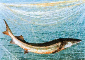 سیستم جبران خسارت های ماهیگیری در ژاپن