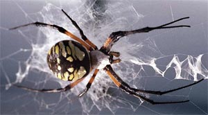 تار عنکبوت به نرمی ابریشم وبه سختی فولاد