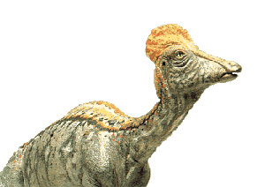 کوریتوزاروس، دایناسور کلاه دار
