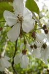 گرده افشانی، رشد لوله گرده و تعیین پلی نایزر (گرده دهنده) مناسب برای گیلاس (.Prunus avium L) رقم قرمز رضاییه