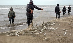 وضعیت ناوگان ماهیگیری و ارتقاء ایمنی آنها