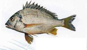 اولین تکثیرموفق ماهی شانک در جزیره قشم