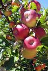 پیش‌بینی زمان گلدهی سیب رقم Golden براساس نیازهای تجمعی سرمائی جهت جلوگیری از خسارت یخبندان در منطقه گلمکان خراسان