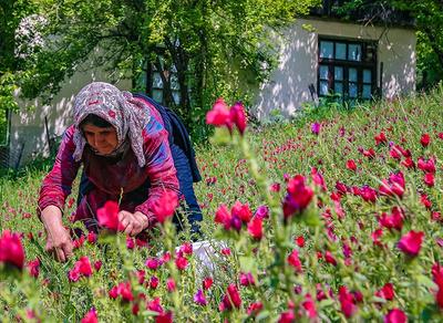 تصاویر| آغاز برداشت گل گاوزبان در مازندران