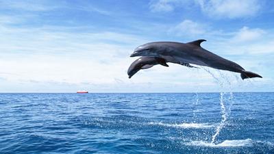 فیلم| شنای زیبای دلفین‌ها