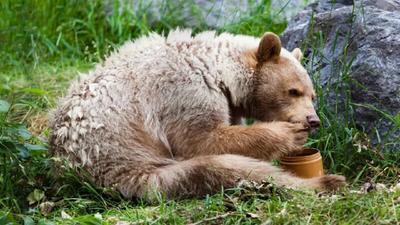فیلم| عاقبت زیاده روی توله خرس در خوردن عسل