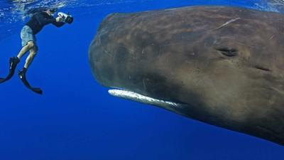 فیلم| ویژگی‌های خارق العاده نهنگ عنبر