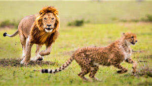 فیلم| حمله میخکوب کننده ۲ شیر به یک یوز‌پلنگ