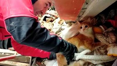 فیلم| نجات یک گربه از زیر آوار ساختمانی در هاتای ترکیه