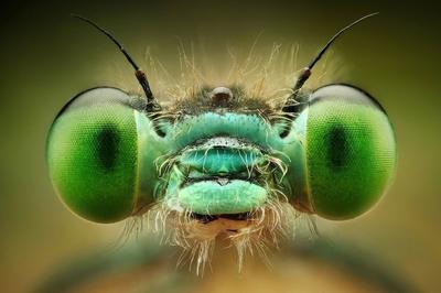 فیلم| ثبت تصاویری شگفت‌انگیز از حشرات به کمک لنز ماکرو