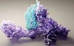 برهمکنش‌های پروتئین با نانوذرات برای طراحی بهتر دارو
کشف شد