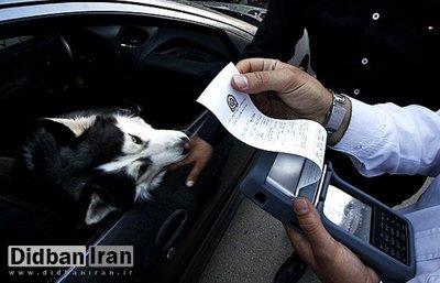 رییس پلیس راهور تهران: حمل آزادانه حیوانات در داخل خودرو ۲۰ هزارتومان جریمه دارد