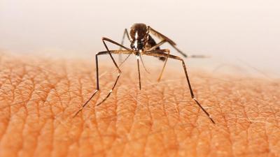 ویروس‌ها می‌توانند با تغییر بوی بدن، شما را به اهداف جذاب‌تری برای پشه‌ها تبدیل کنند