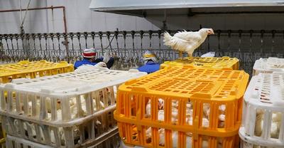 قیمت جدید مرغ زنده تعیین شد / اتحادیه مرغداران گوشتی: با کاهش سرانه مصرف، مشکلی در تامین مرغ وجود ندارد