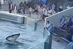 ویدیو / حرکت جالب یک نهنگ در باغ وحش؛ خیس کردن تماشاچی‌ها