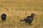(ویدئو) پرنده نوک شاخ زمینی جنوبی در دام هولناک یوزپلنگ افتاد!