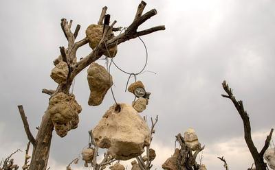 (تصاویر) داستان عجیب گوشواره‌های سنگی درختان