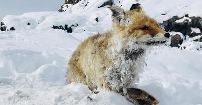 (ویدئو) نجات یک روباه از یخ زدگی