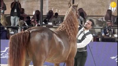 (ویدئو) مسابقه زیبایی اسب‌ها در ریاض