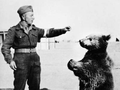 (عکس) وُیتک؛ خرس ایرانی که عضو ارتش لهستان شد