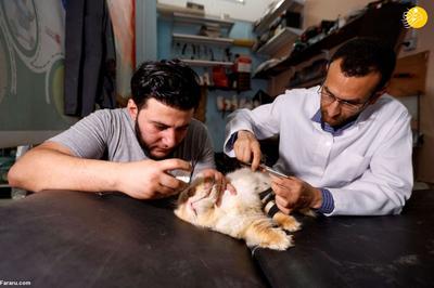 (ویدئو)  ارتوپد‌های غزه حیوانات دست و پا شکسته را نجات می‌دهند