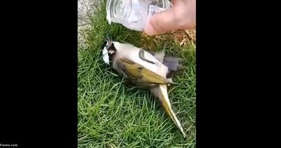 (ویدئو) نجات پرنده‌ای که از تشنگی در حال جان دادن بود