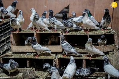(تصاویر) رونق کبوتربازی در کشمیر تحت مناقشه