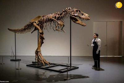(ویدئو) حراج فسیل دایناسور ۷۶ میلیون ساله