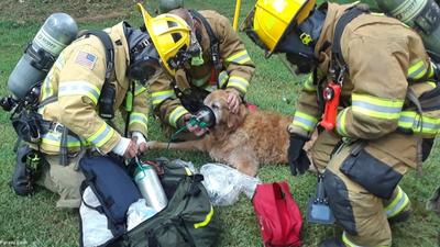 (ویدئو) نجات دو سگ از آتش سوزی جنگل‌های کالیفرنیا