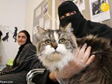 (ویدئو) افتتاح هتل پنج ستاره ویژه گربه‌های خانگی در عربستان