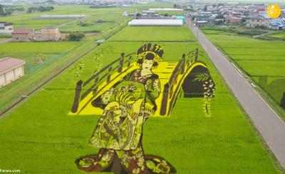 (ویدئو) هنرنمایی روی شالیزارهای برنج