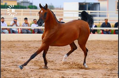(تصاویر) نمایش اسب‌های اصیل عرب در کردستان عراق