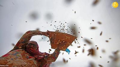 (تصاویر) برداشت برنج در هند
