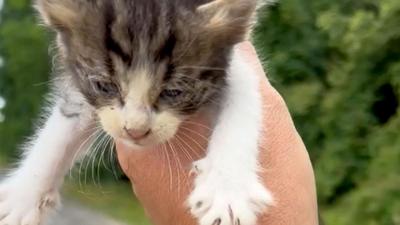 (ویدئو) نجات بچه گربه و خشم مادرش!