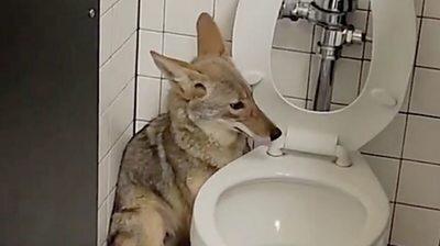 (ویدئو) پنهان شدن یک روباه در سرویس بهداشتی مدرسه!