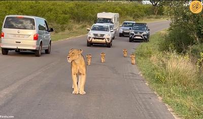 (ویدئو) یک شیر و توله‌هایش ترافیک را مختل کردند!