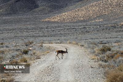 (تصاویر) سرشماری پاییزه حیات وحش پارک ملی گلستان