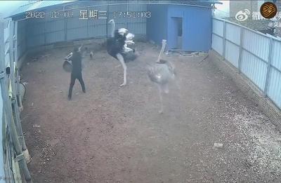 (ویدئو) حمله شترمرغ به یک مرد
