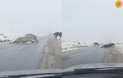 (ویدئو) لیز خوردن عجیب سه اسب هنگام عبور از جاده