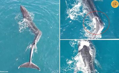 (ویدئو) نهنگی با ستون فقرات خمیده!