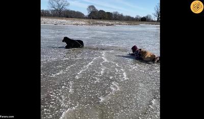 (ویدئو) نجات گوساله گرفتار شده روی دریاچه یخ‌زده