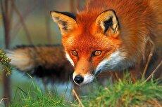 (ویدئو) تلاش روباه قرمز برای شکار موش در هوای برفی!