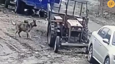 (ویدئو) تصادف تراکتور پس از روشن شدن توسط یک سگ